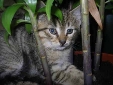 louka